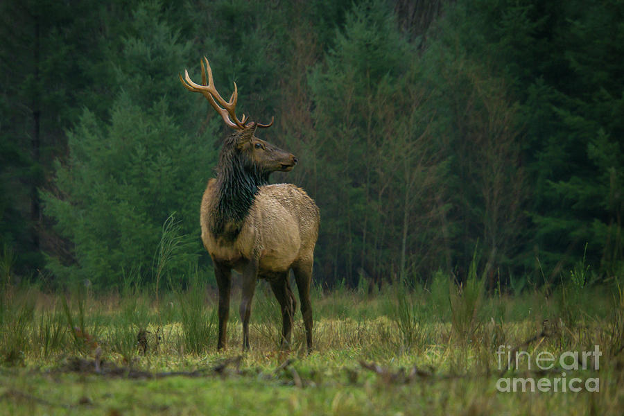 Rocky Mountain Elk Looking Back at Herd Photograph by Nancy Gleason