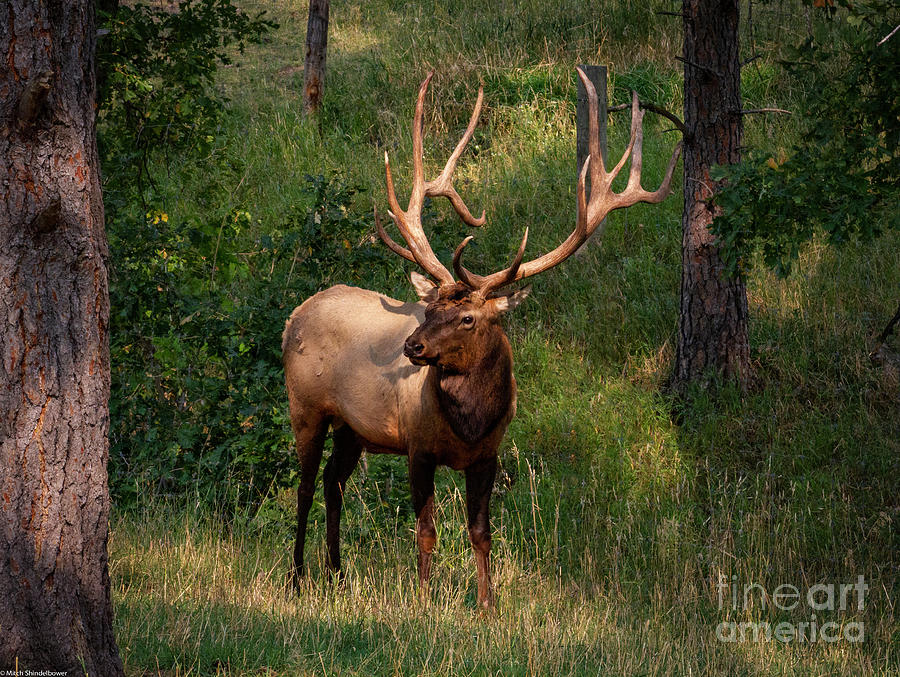 Rocky Mountain Elk Photograph
