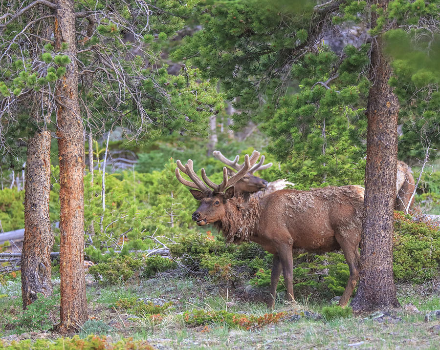 Rocky Mountain Elk Molting Photograph