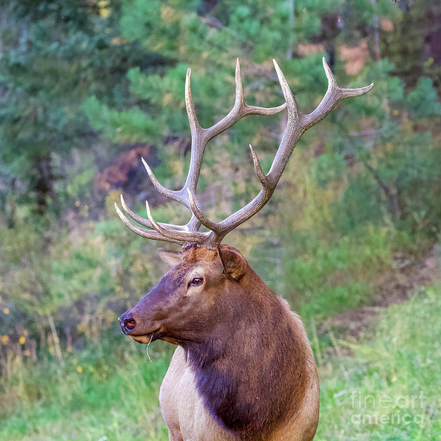 Rocky Mountain Elk Photograph by Shirley Dutchkowski