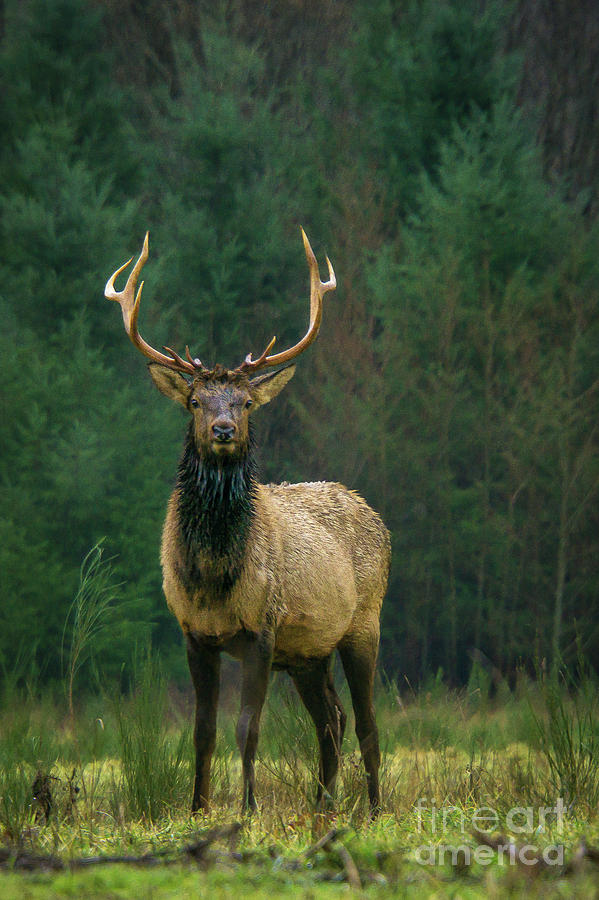 Rocky Mountain Elk with Attitude Photograph by Nancy Gleason