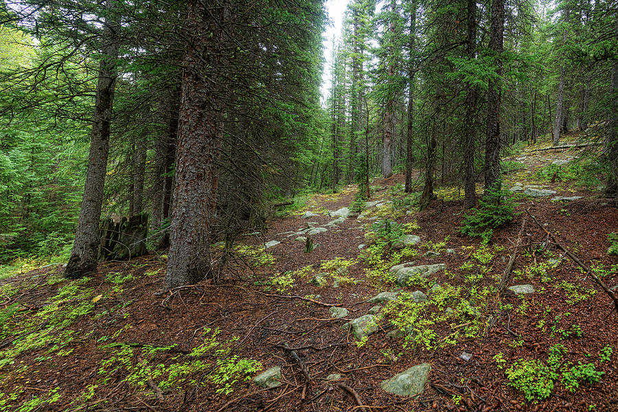 Rocky Mountain Forest Floor Photograph by James BO Insogna