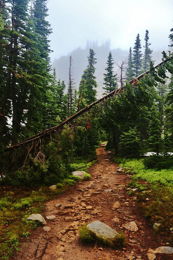 Rocky Mountain Forest Path Photograph