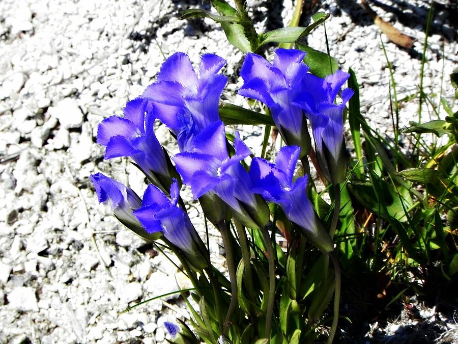 Rocky Mountain Fringed Gentian Photograph by Amanda R Wright
