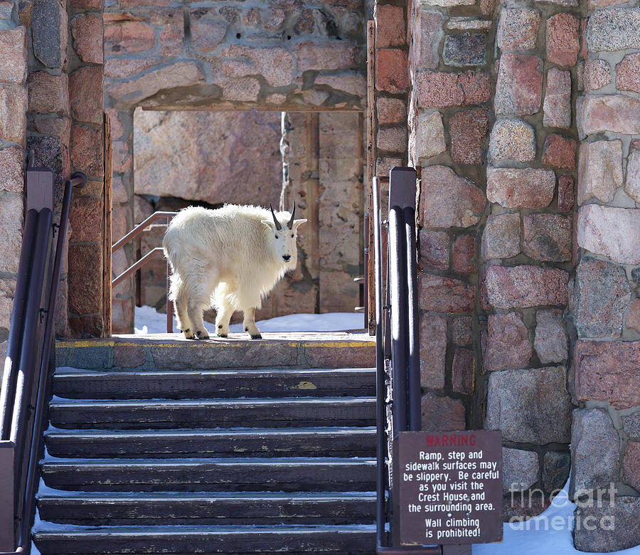 Rocky Mountain Goat at Crest House Photograph by Shirley Dutchkowski
