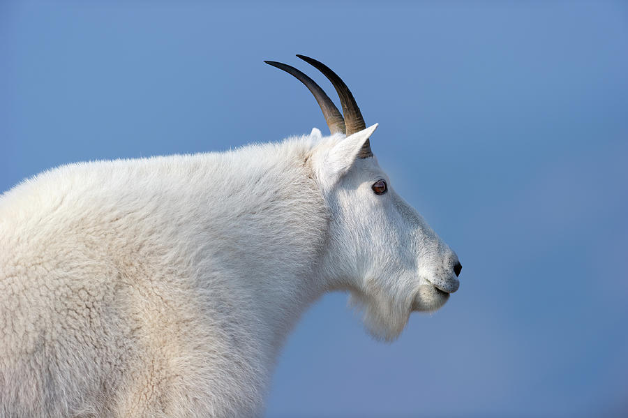 Rocky Mountain Goat Photograph by Gary Langley