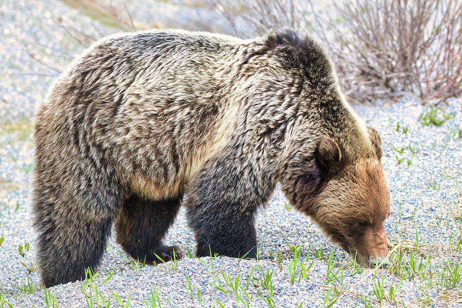 Rocky Mountain Grizzly Photograph by Thomas Nay