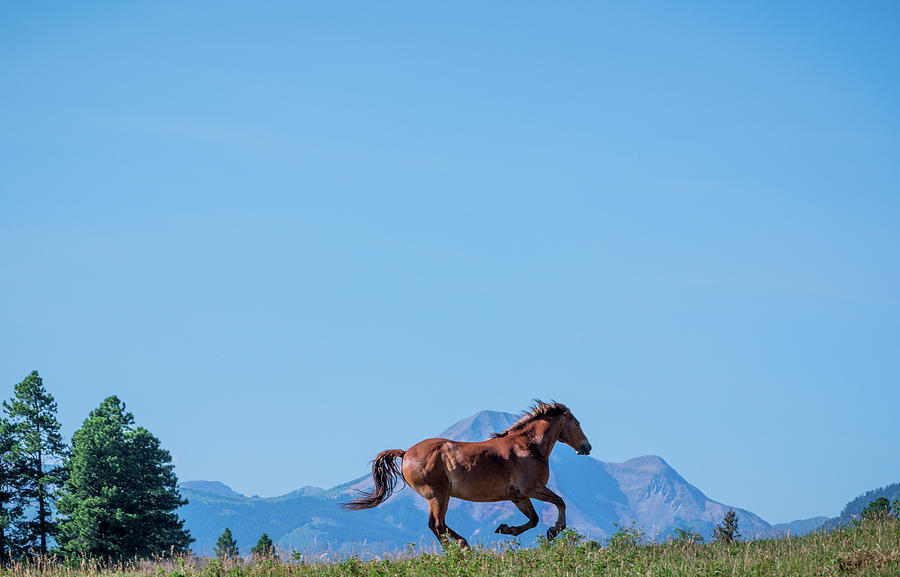 Rocky Mountain High Photograph by Pamela Steege