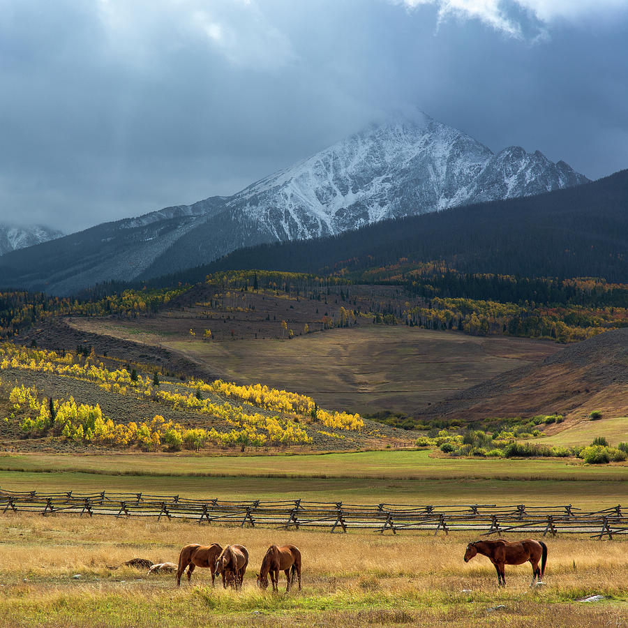 Rocky Mountain Horses Photograph by Aaron Spong