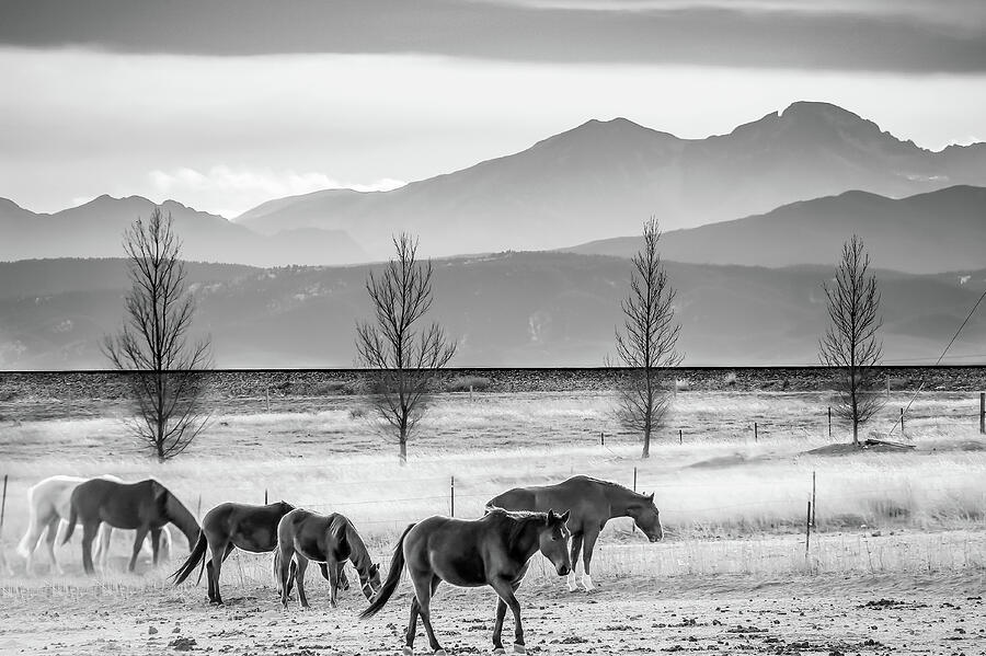 Black And White Photograph - Rocky Mountain Horses - Black and White Colorado Landscape by Gregory Ballos