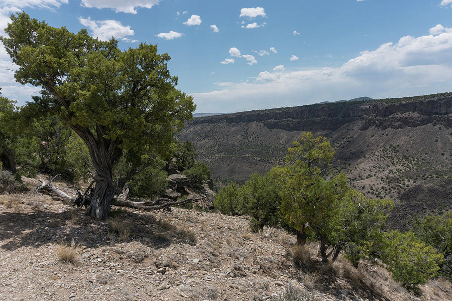 Rocky Mountain Juniper Trees In New Mexico. Photograph By Mike Helfrich ...