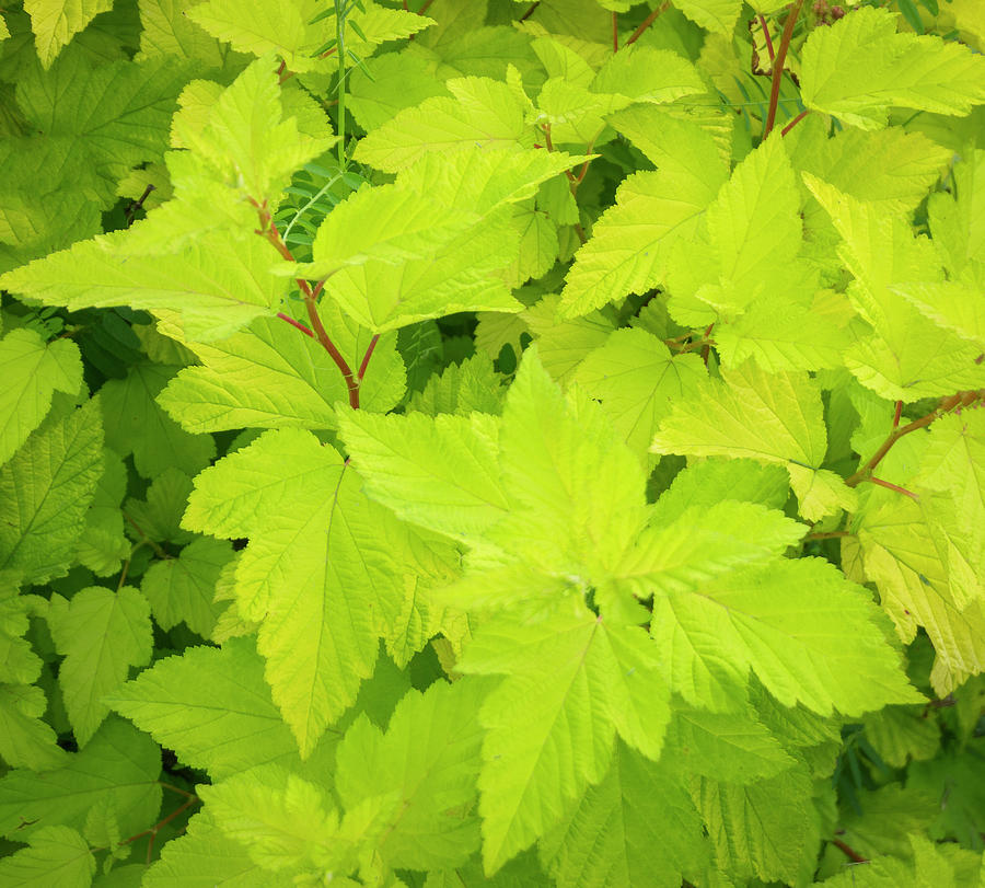 Rocky Mountain Maple Edmonton Alberta Photograph By Dave Pattinson