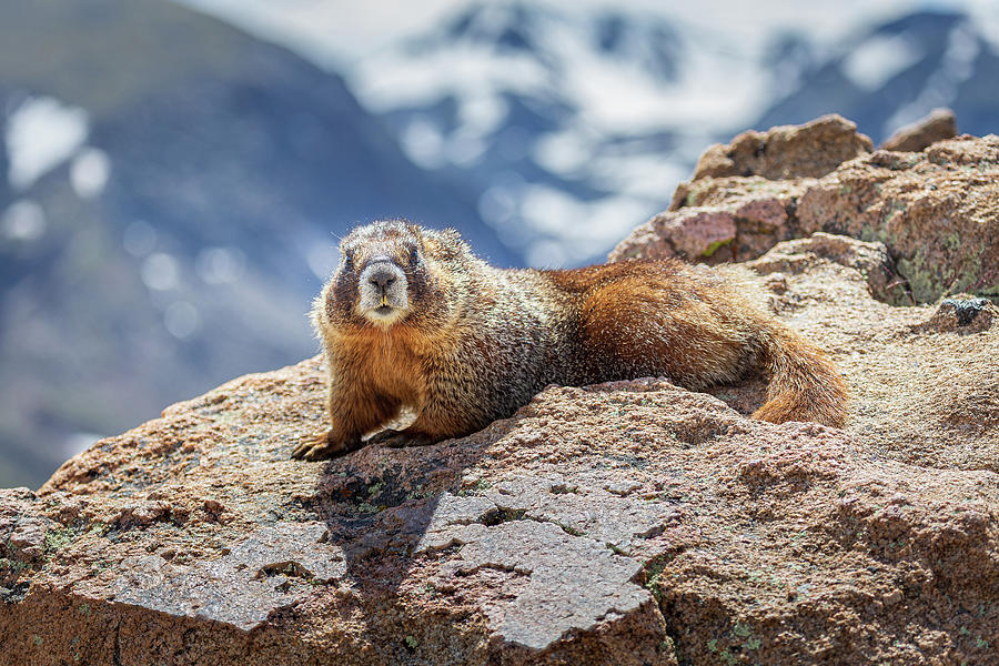 Rocky Mountain Marmot Photograph by Tim Stanley
