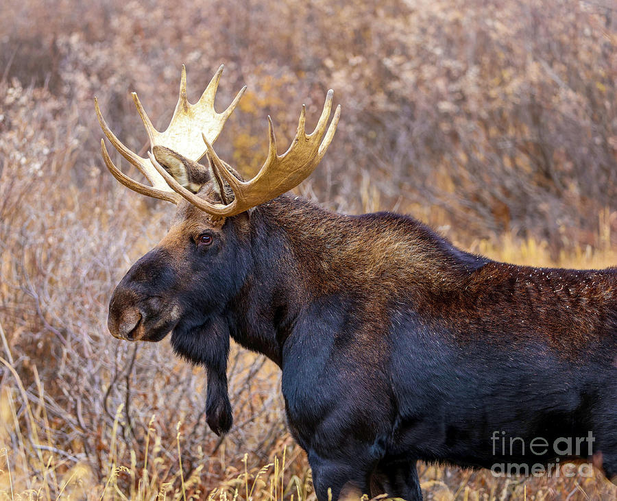 Rocky Mountain Moose Photograph by Shirley Dutchkowski
