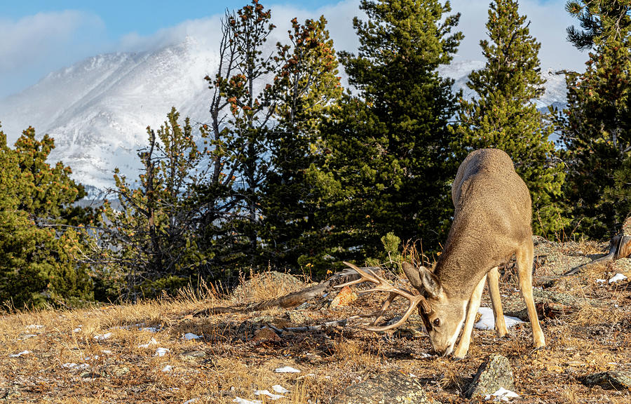 Rocky Mountain Mule Deer Photograph by Douglas Wielfaert