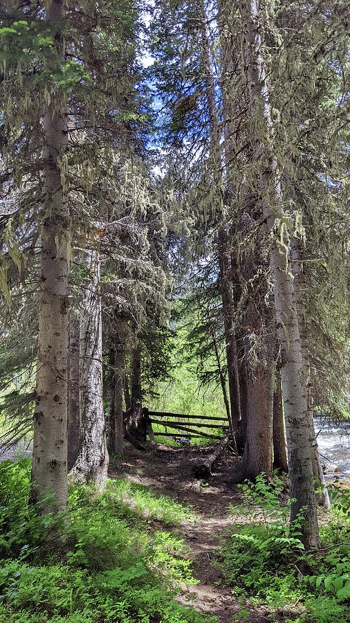 Rocky Mountain Pathway  Photograph by Cathy Anderson