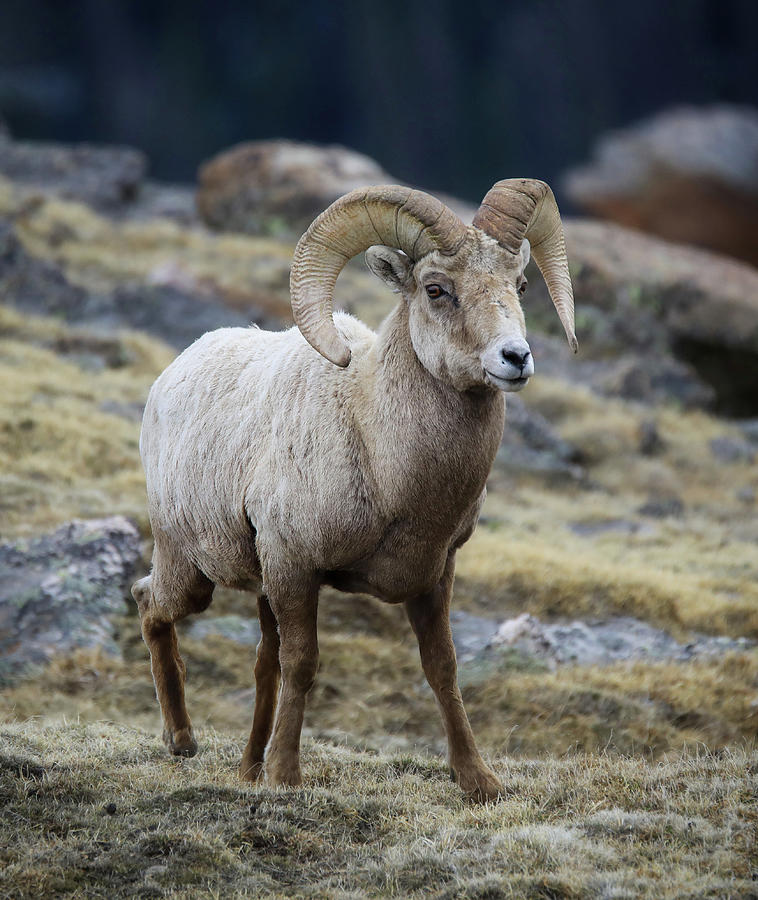 Rocky Mountain Ram Portrait Photograph by Dan Sproul