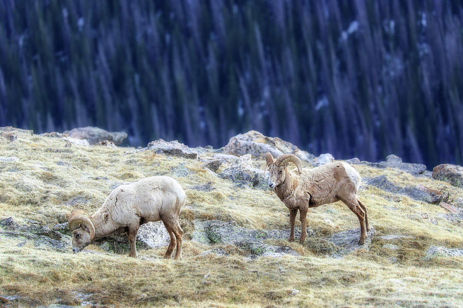 Rocky Mountain Rams Grazing Photograph by Dan Sproul