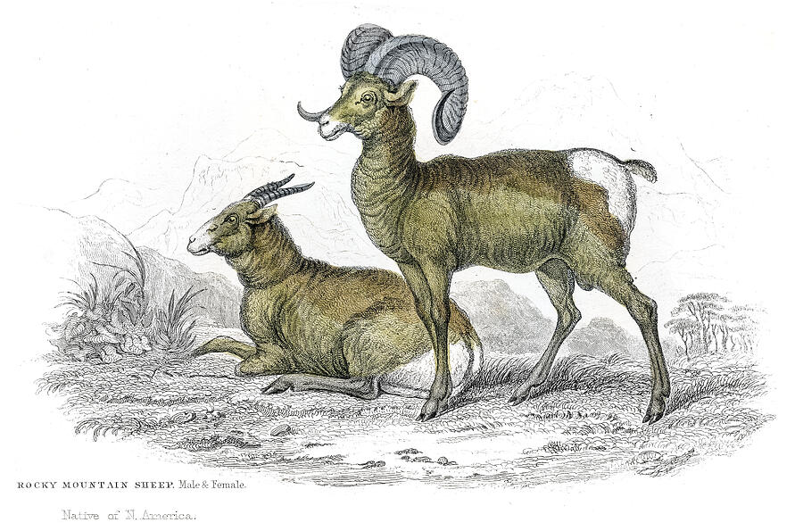 Rocky mountain sheep lithograph 1884 Drawing by Thepalmer