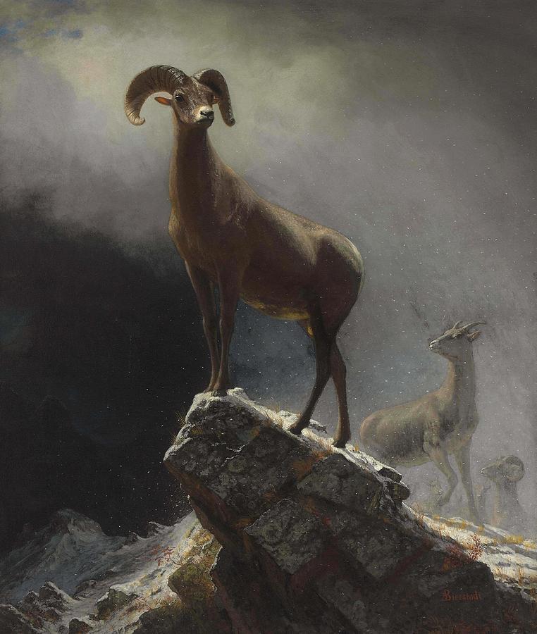 Albert Bierstadt  Painting -  Rocky Mountain Sheep or Big Horn  Ovis  Montana by Albert Bierstadt
