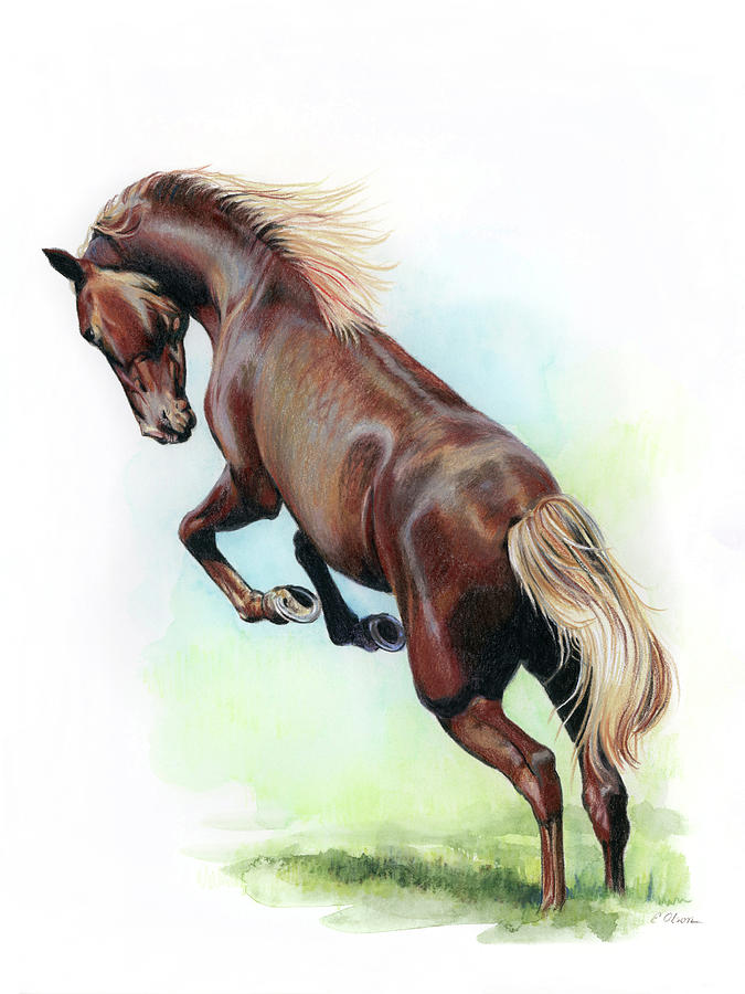 Rocky Mountain Stallion Drawing by Emily Olson