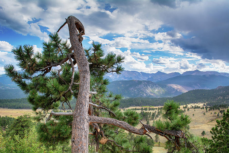 Rocky Mountain Tree Photograph by Kyle Hanson