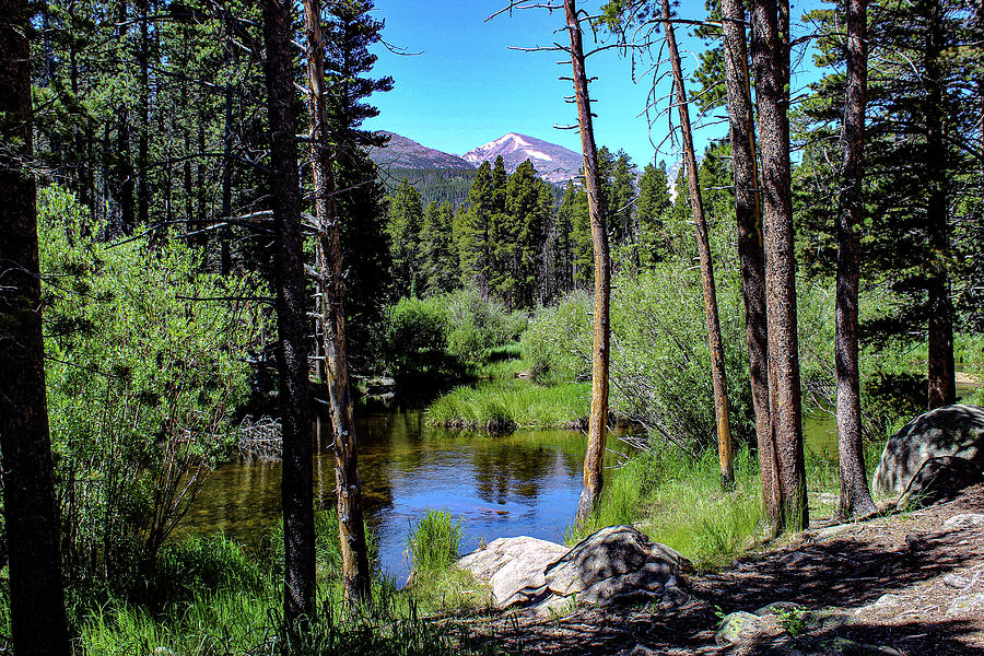 Rocky Mountain Trees Photograph By Emma Pofahl - Fine Art America