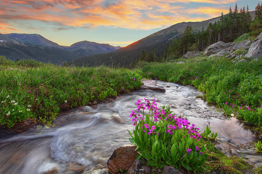 Rocky Mountain Wildflowers 720-1 Photograph