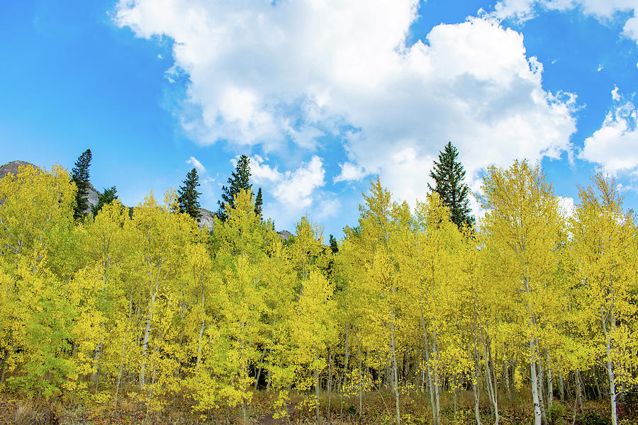 Rocky Mountains Aspen Trees Photograph by Kyle Hanson | Fine Art America