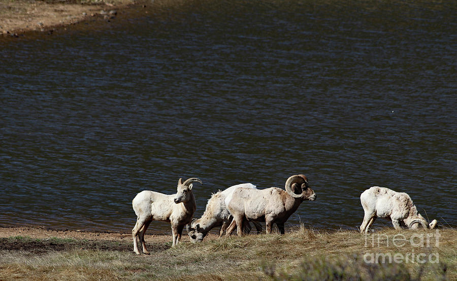 Rocky Mountain National Park Photograph - Rocky Mountains Bighorn Sheeps  by Christiane Schulze Art And Photography