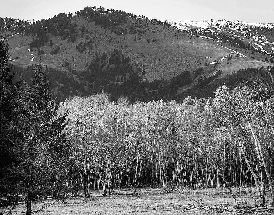 Rocky Mountains Black and White Photograph by Steve Brown