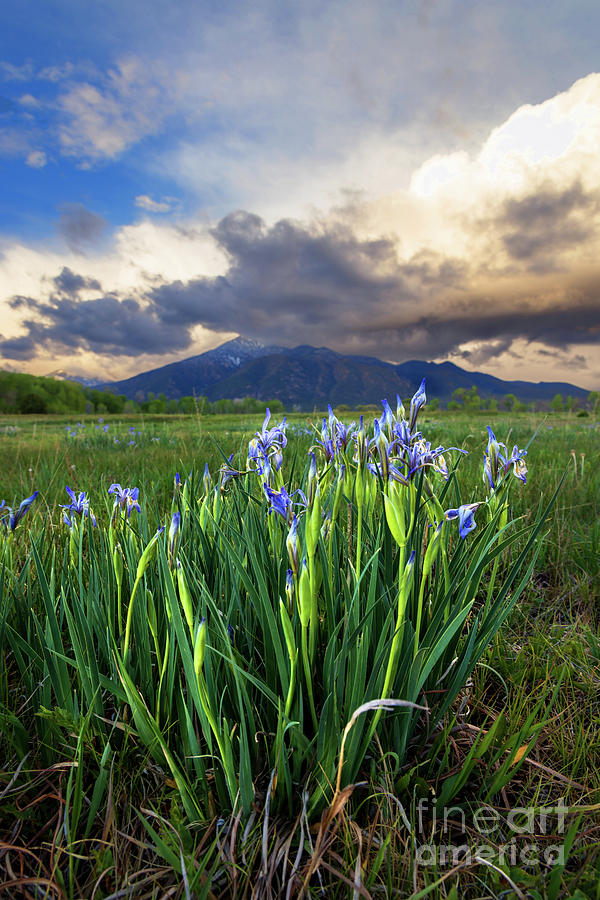 Rocky Mountian Irises  Photograph by Elijah Rael