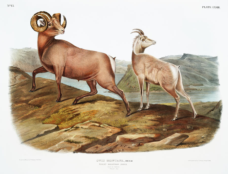 Rocky Mountain Sheep. John Woodhouse Audubon Mixed Media by World Art Collective