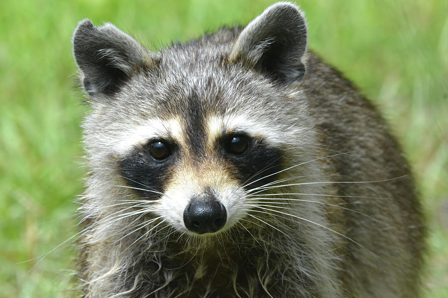 Rocky Raccoon Photograph by Jerry Griffin