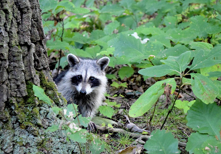 Rocky Raccoon Photograph by Staci Grimes Rocky Raccoon Photograph by Staci Grimes