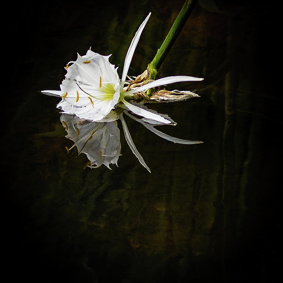 Rocky Shoals Spider Lily Photograph by Charles Hite