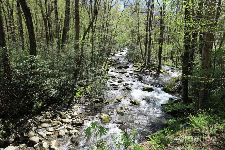 Rocky Stream At Great Smoky Mountains Photograph by Felix Lai
