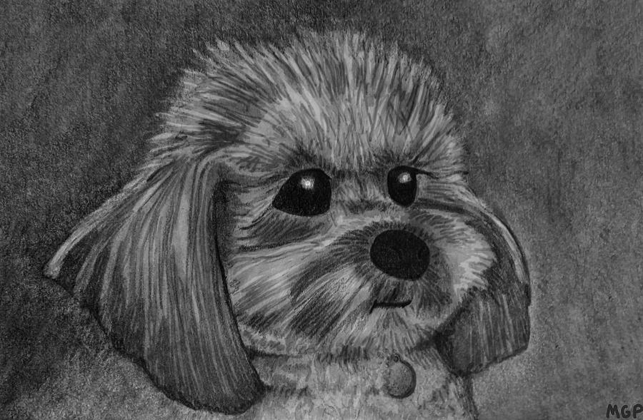 Rocky The Dog Portrait Drawing