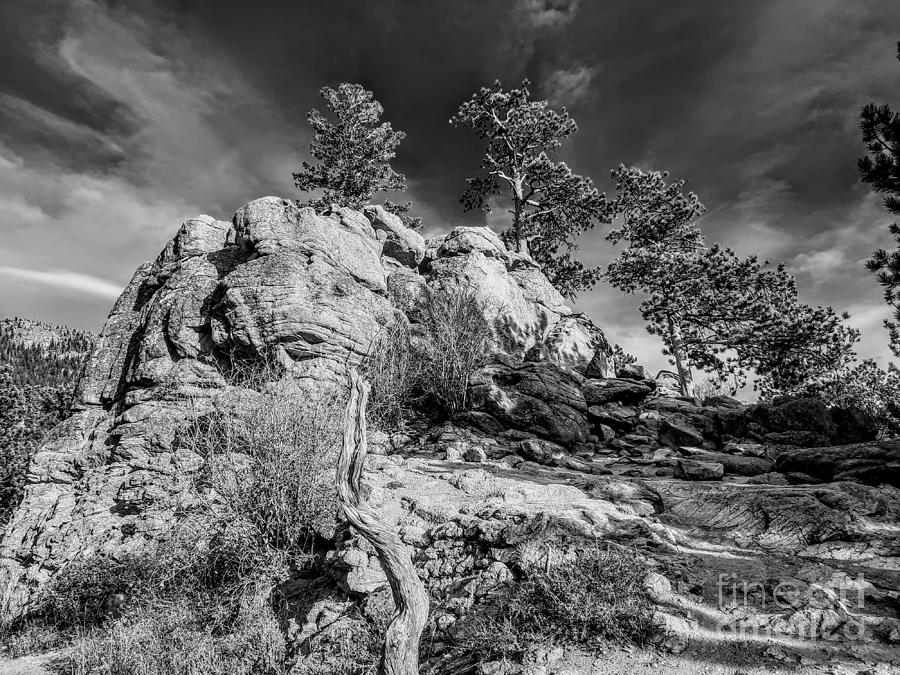Rocky Trees - Rocky Mountain National Park, Estes Park, Colorado Photograph by Dave Pellegrini