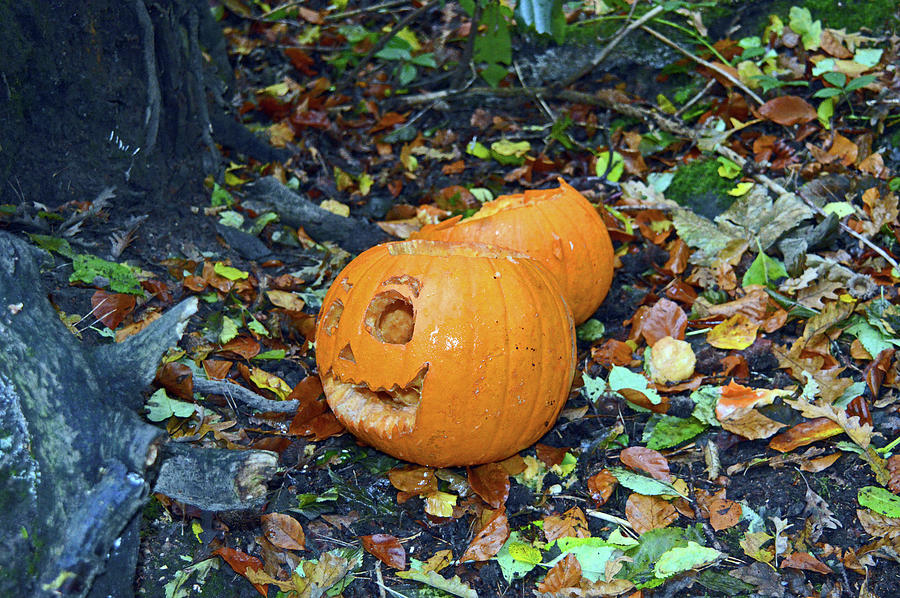 ROYDEN PARK.  Halloween Pumpkins In The Woods. Photograph by Lachlan Main