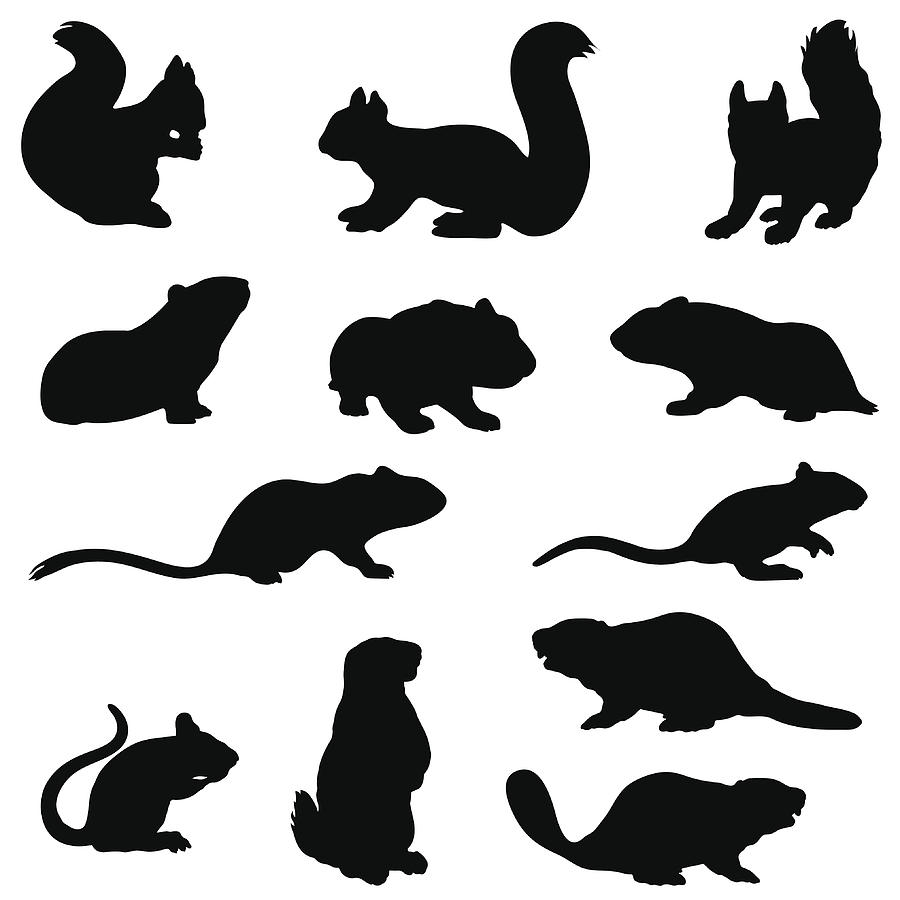 Rodent silhouette collection Drawing by Ace_Create