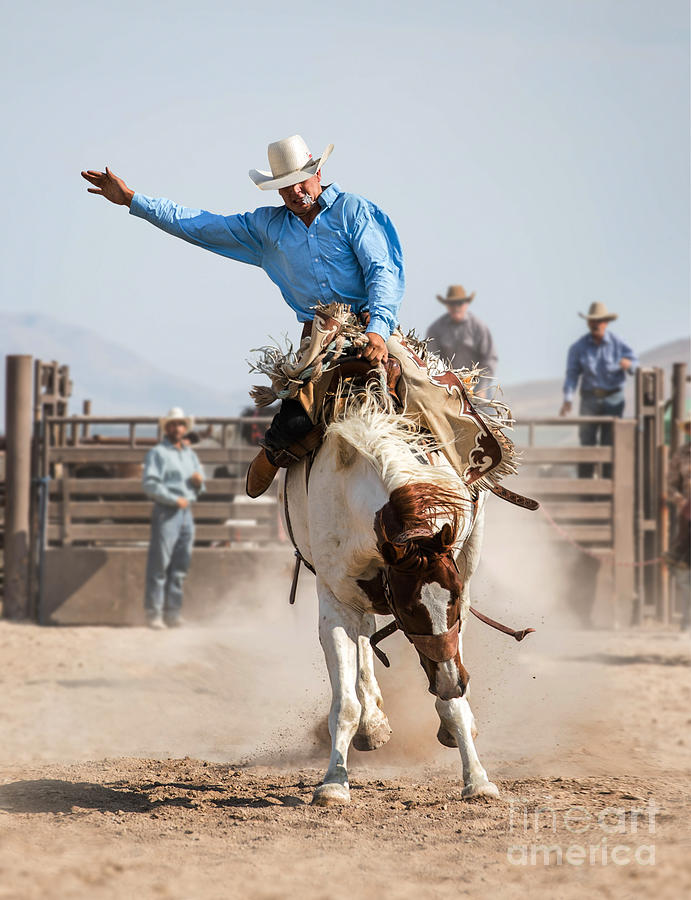 Rodeo Cowboy On A Bucking Mustang Bronco Photograph