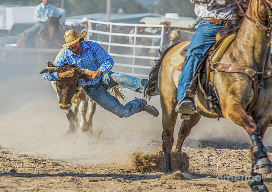 Rodeo Cowboy Wrestling a Steer Photograph by Diane Diederich