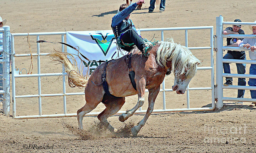 Rodeo Hold On Photograph by Debby Pueschel