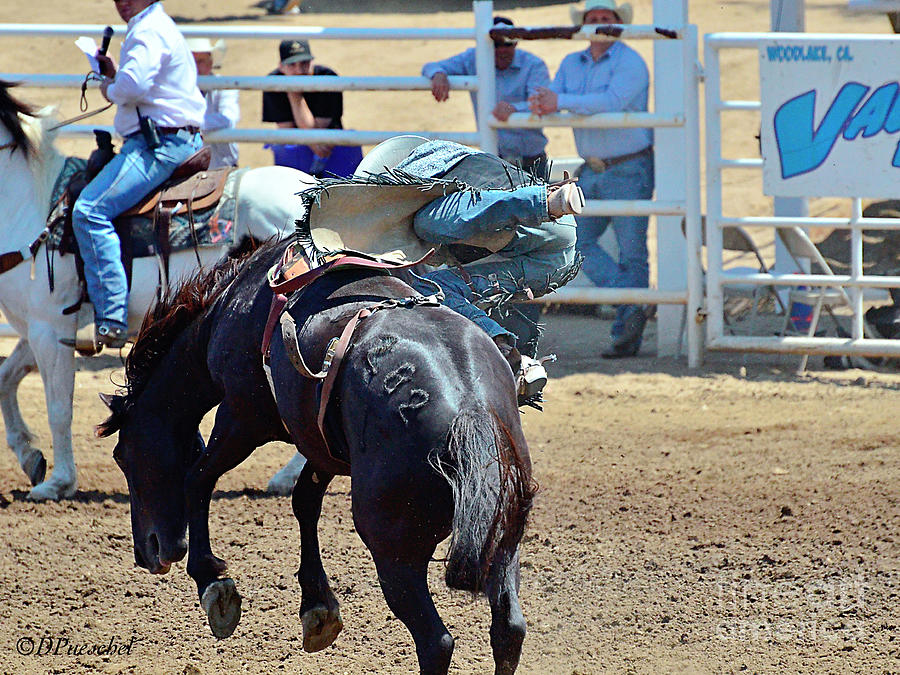 Rodeo The Horse Won This One Photograph by Debby Pueschel