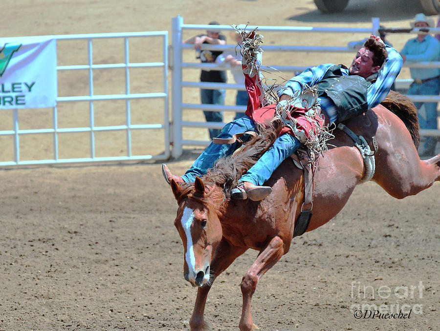 Rodeo Up In The Air Saddle Bronc Photograph by Debby Pueschel