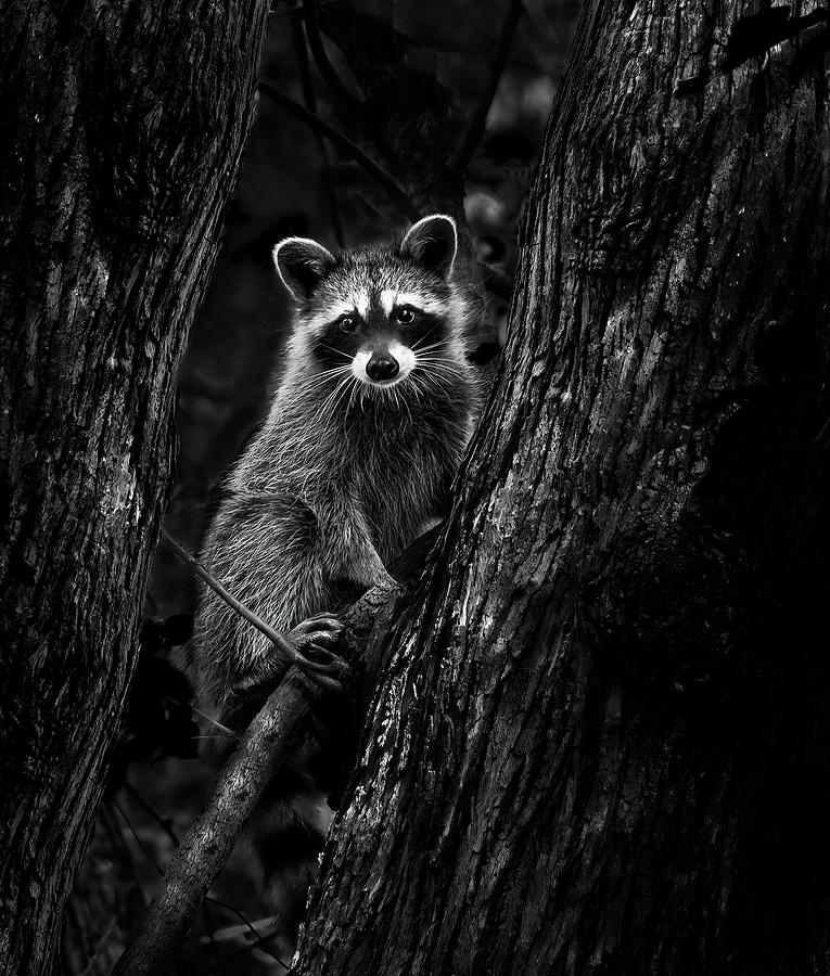 Rodney Raccoon Photograph by Angie Mossburg