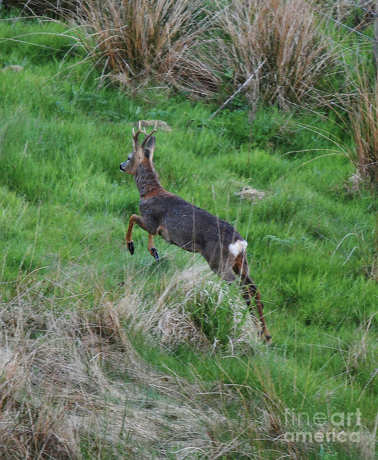 Roe buck on the run Photograph by Phil Banks