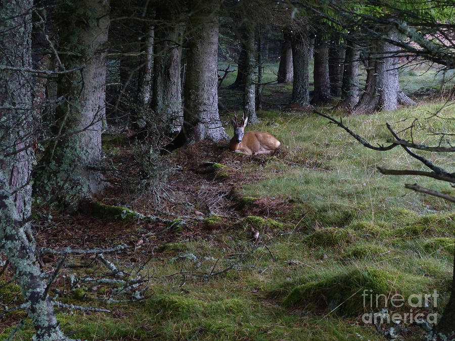 Tree Photograph - Roe buck resting at  the forest edge by Phil Banks
