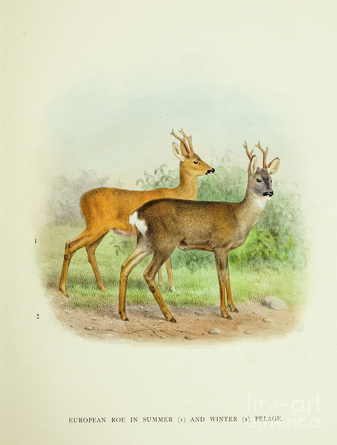 roe deer Capreolus capreolus o3 Drawing by Historic illustrations ...